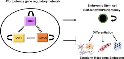 SOX Transcription Factors as Important Regulators of Neuronal and Glial Differentiation During Nervous System Development and Adult Neurogenesis